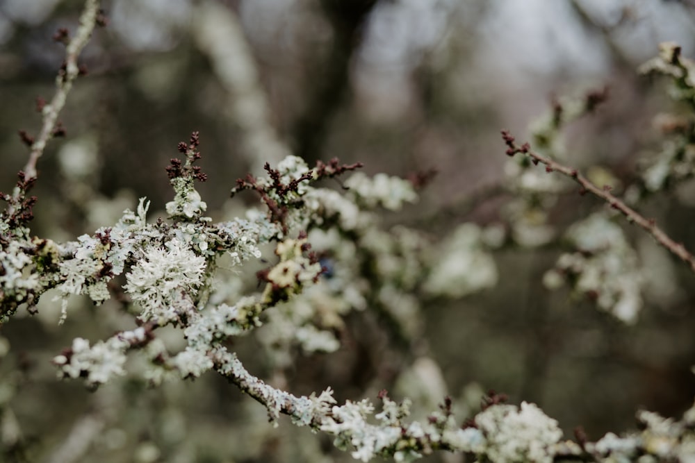 white flowers in tilt shift lens