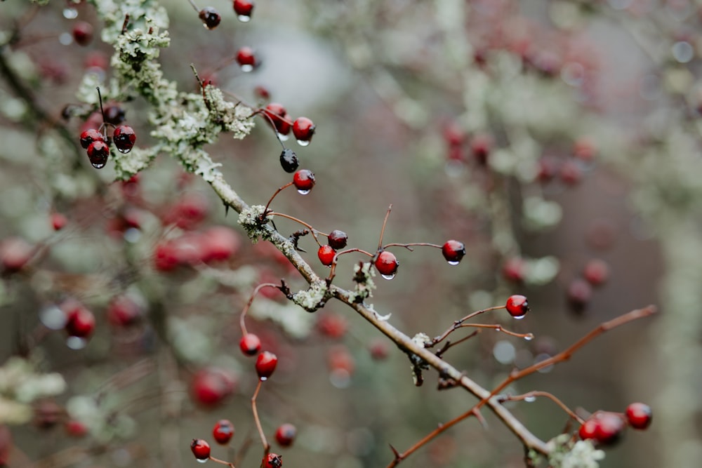 red round fruits on tree branch