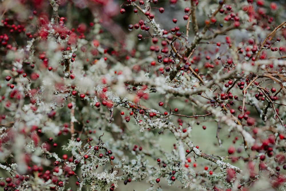 white and red flowers with green leaves