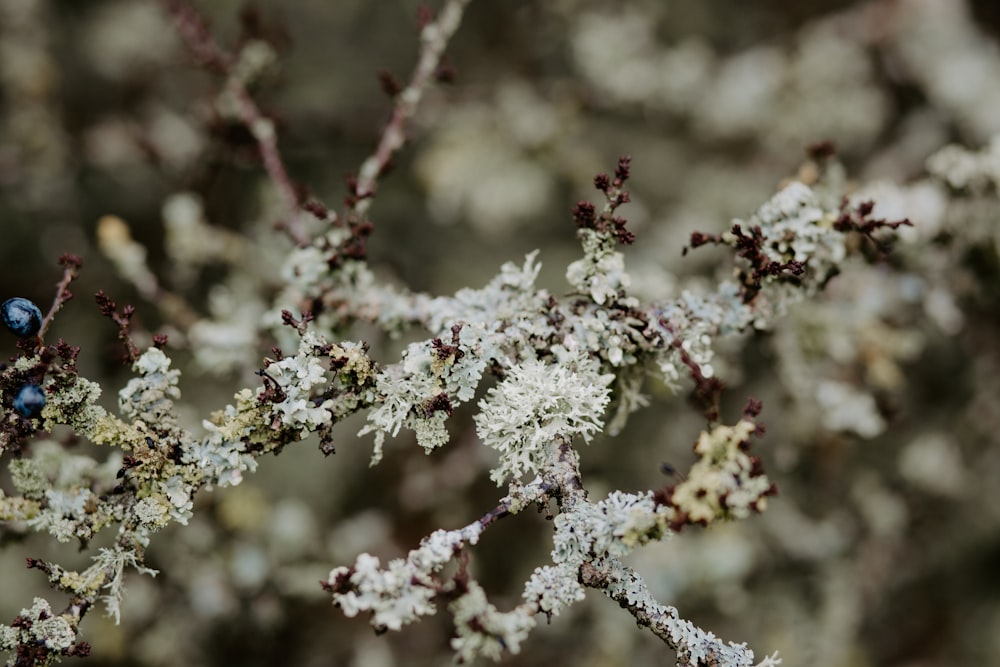 white and red flower in tilt shift lens