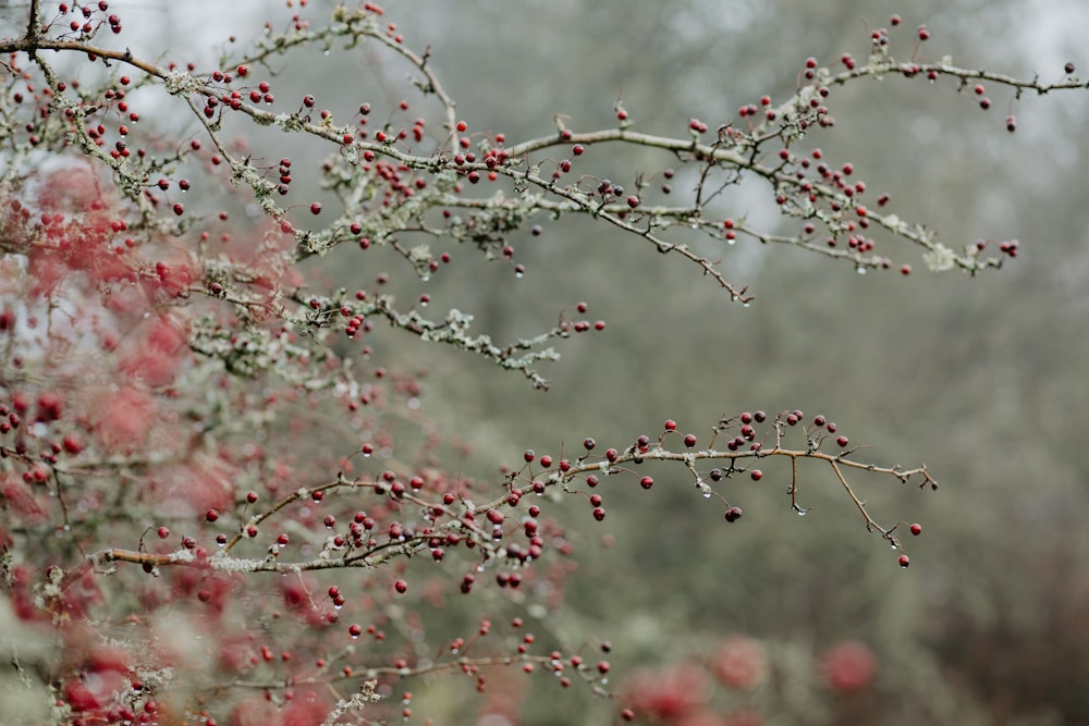 red flowers with green leaves