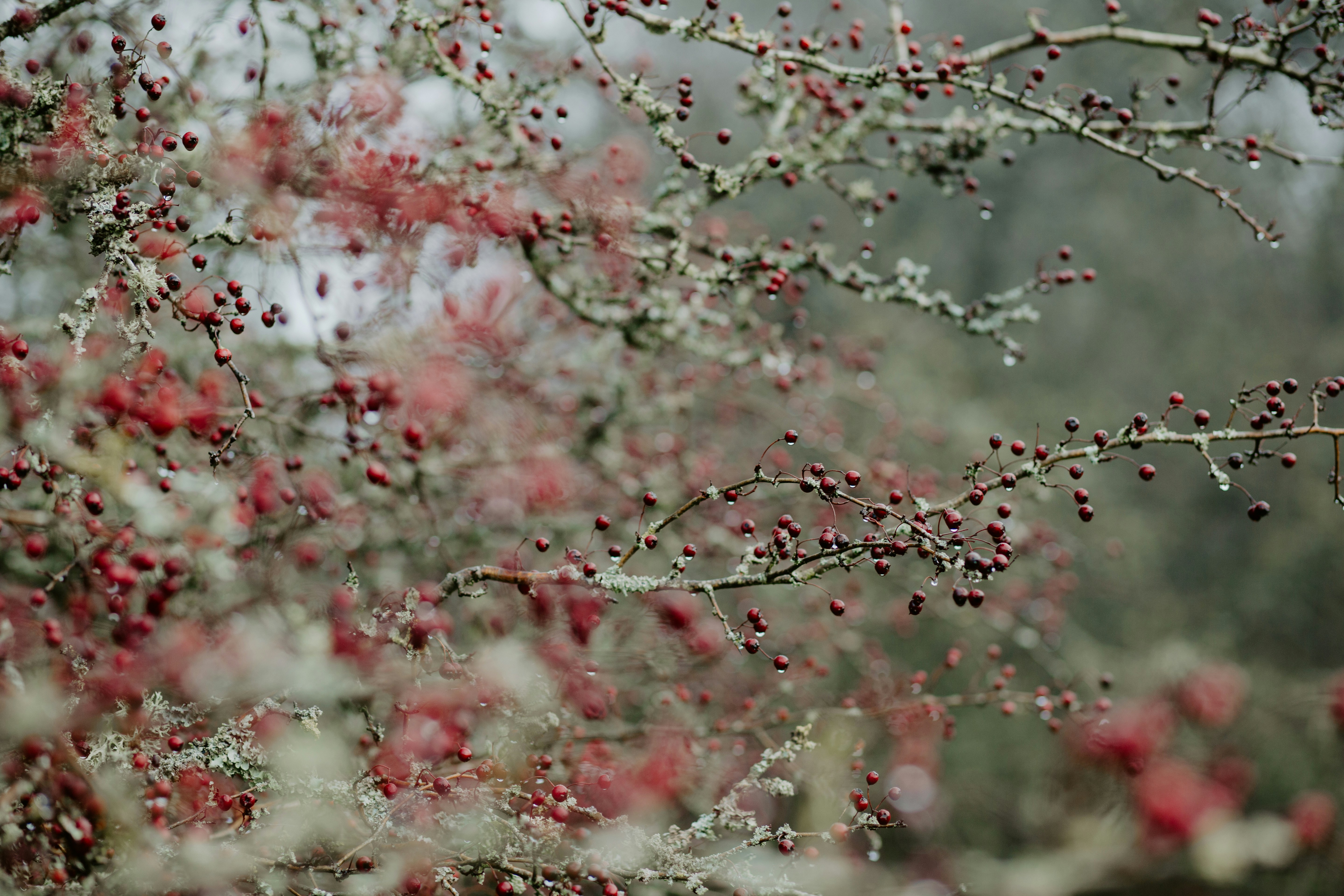 pink and white cherry blossom tree