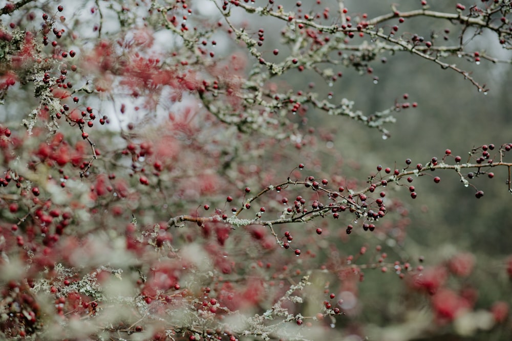 pink and white cherry blossom tree