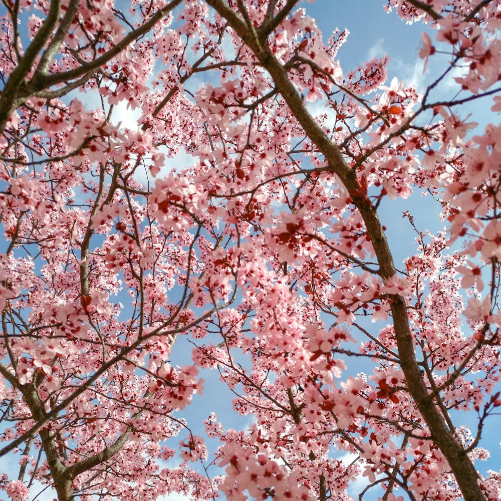 Árbol de flor de cerezo rosado bajo el cielo azul durante el día