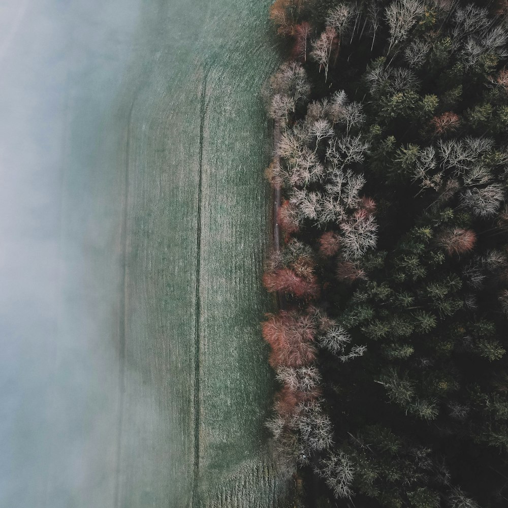 green grass field near body of water