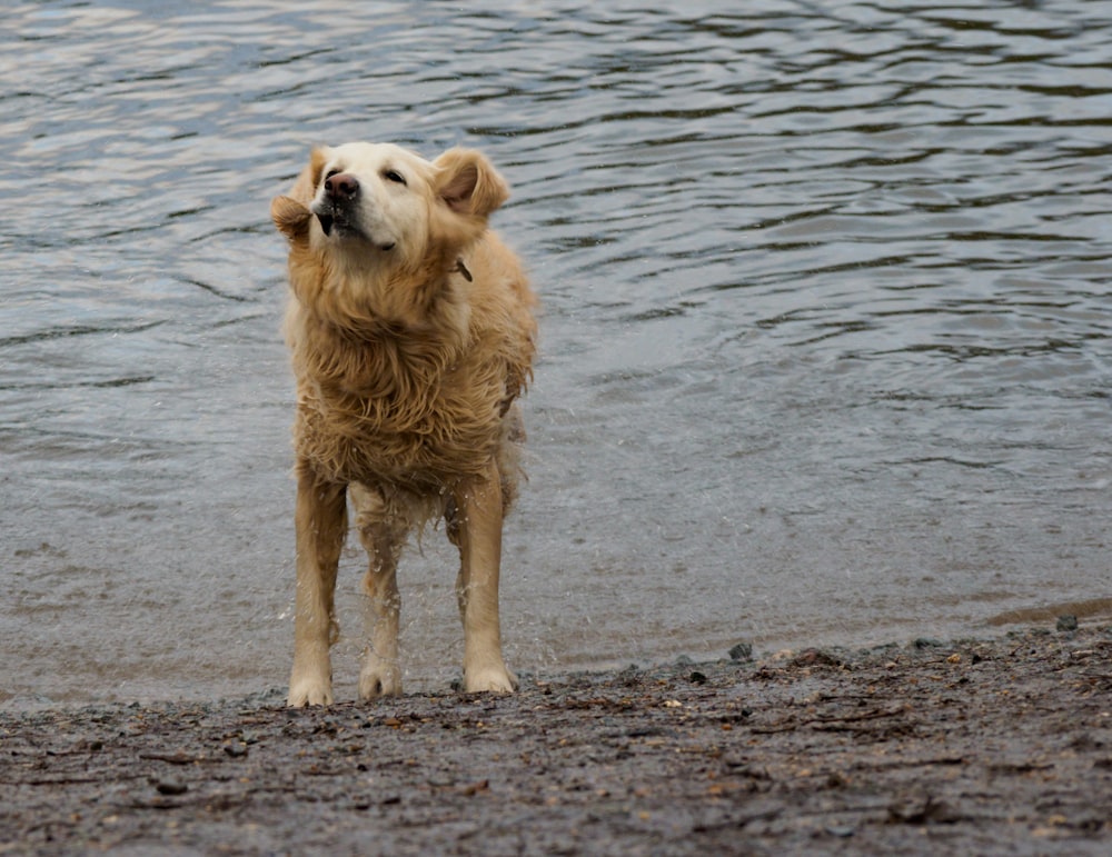 golden retriever running on the beach during daytime