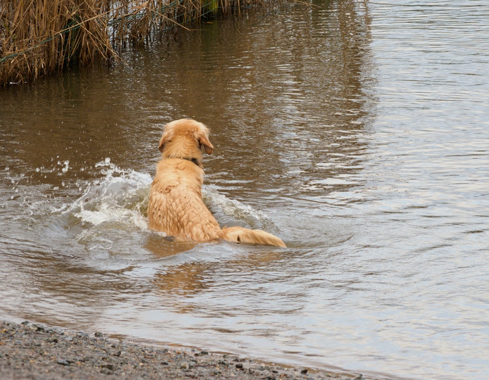 golden retriever running on water during daytime
