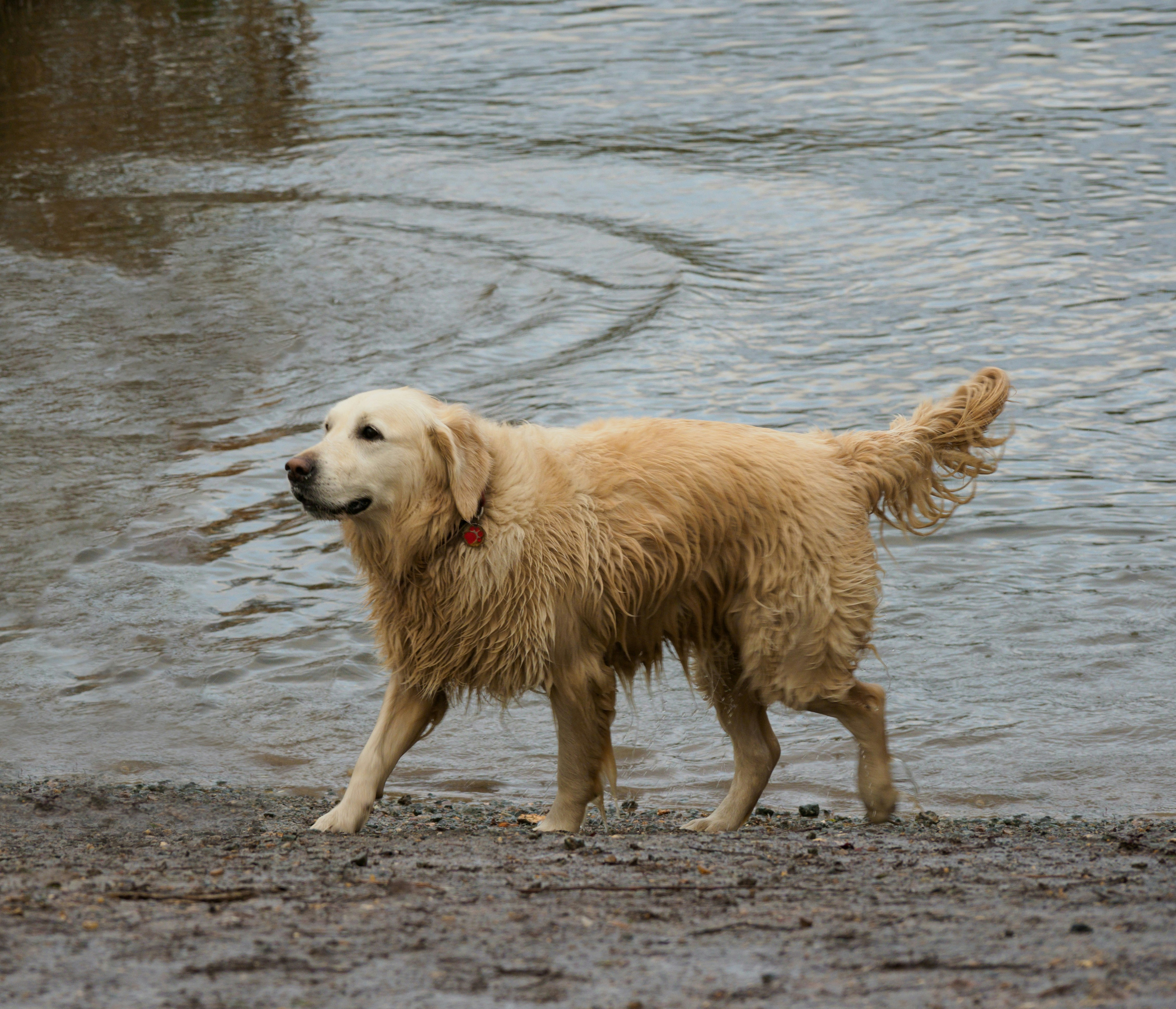 日中に水上を走るゴールデンレトリバーの写真 – Unsplashの動物の無料画像, image size:3000x2575