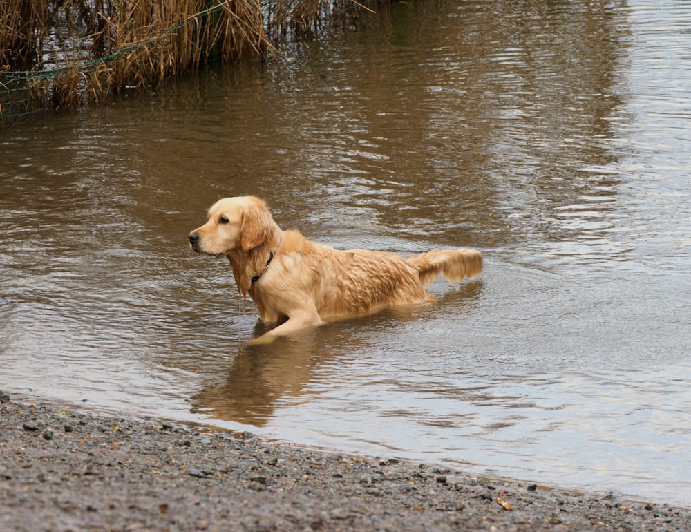 golden retriever on water during daytime
