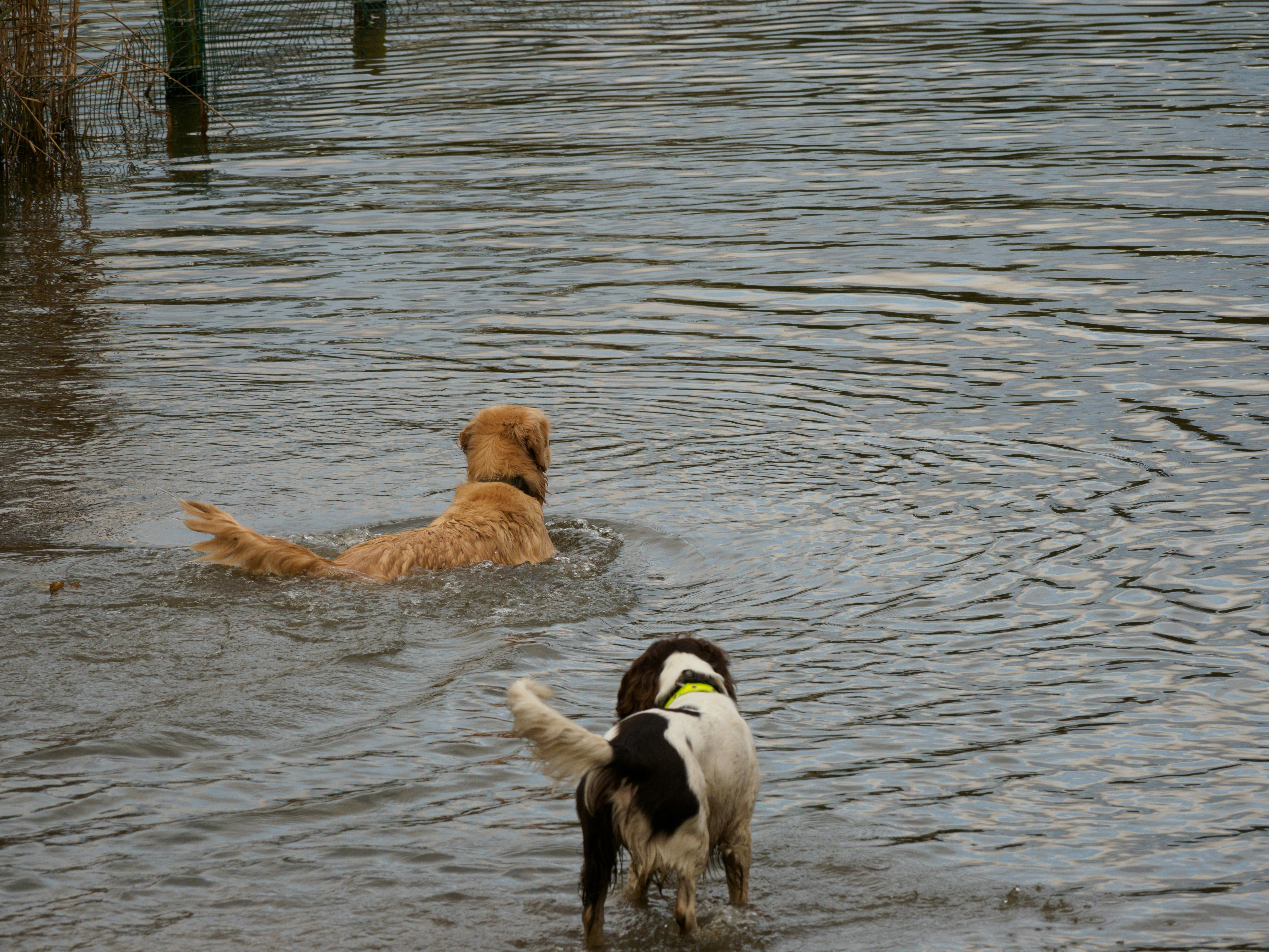 dogs playing at Garfield Park lagoon - pet friendly apartments in east garfield park chicago