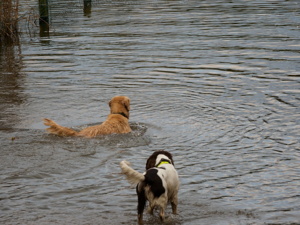 2 brown and white dogs on water during daytime