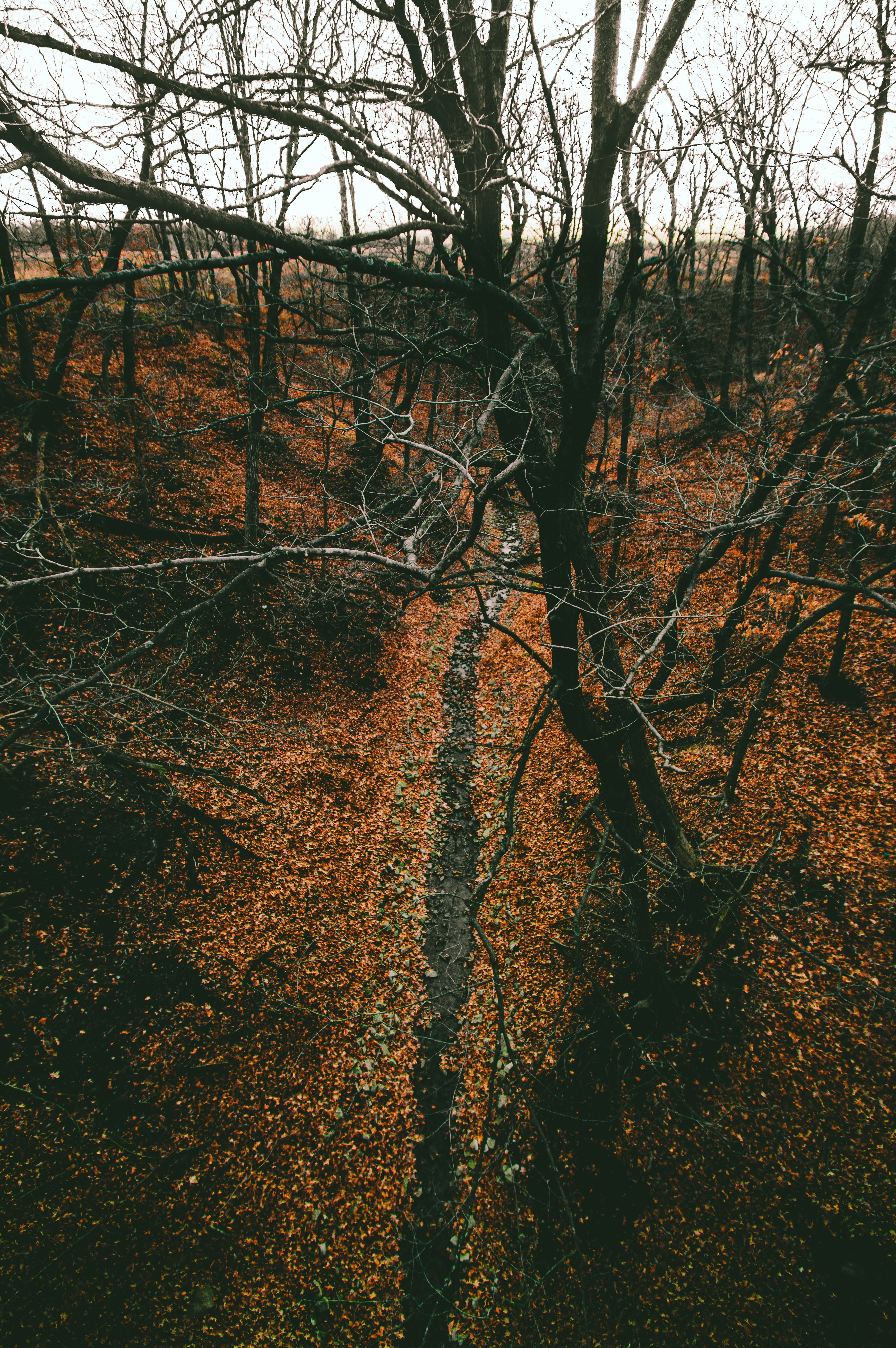 brown trees on brown ground