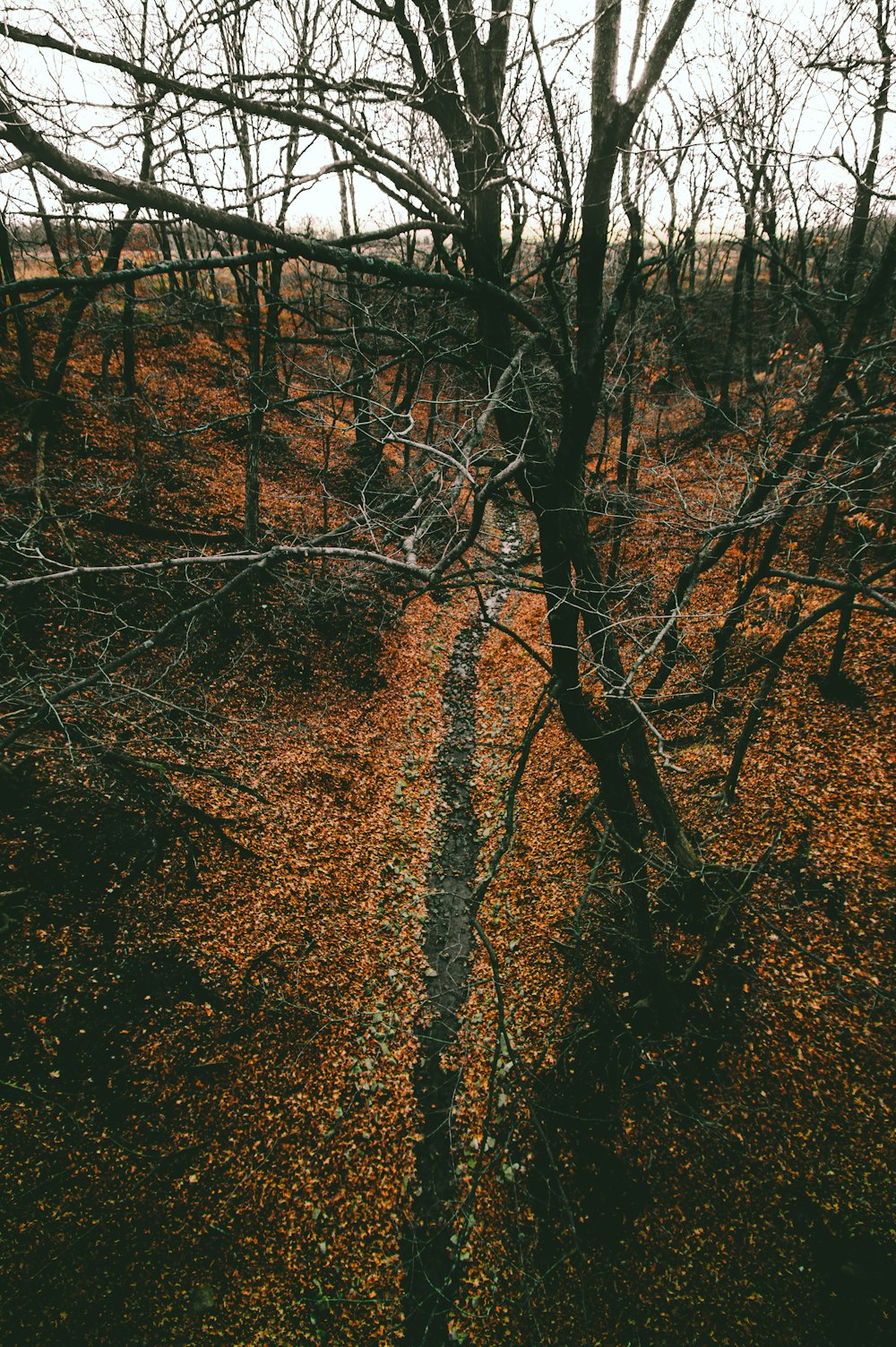 brown trees on brown ground