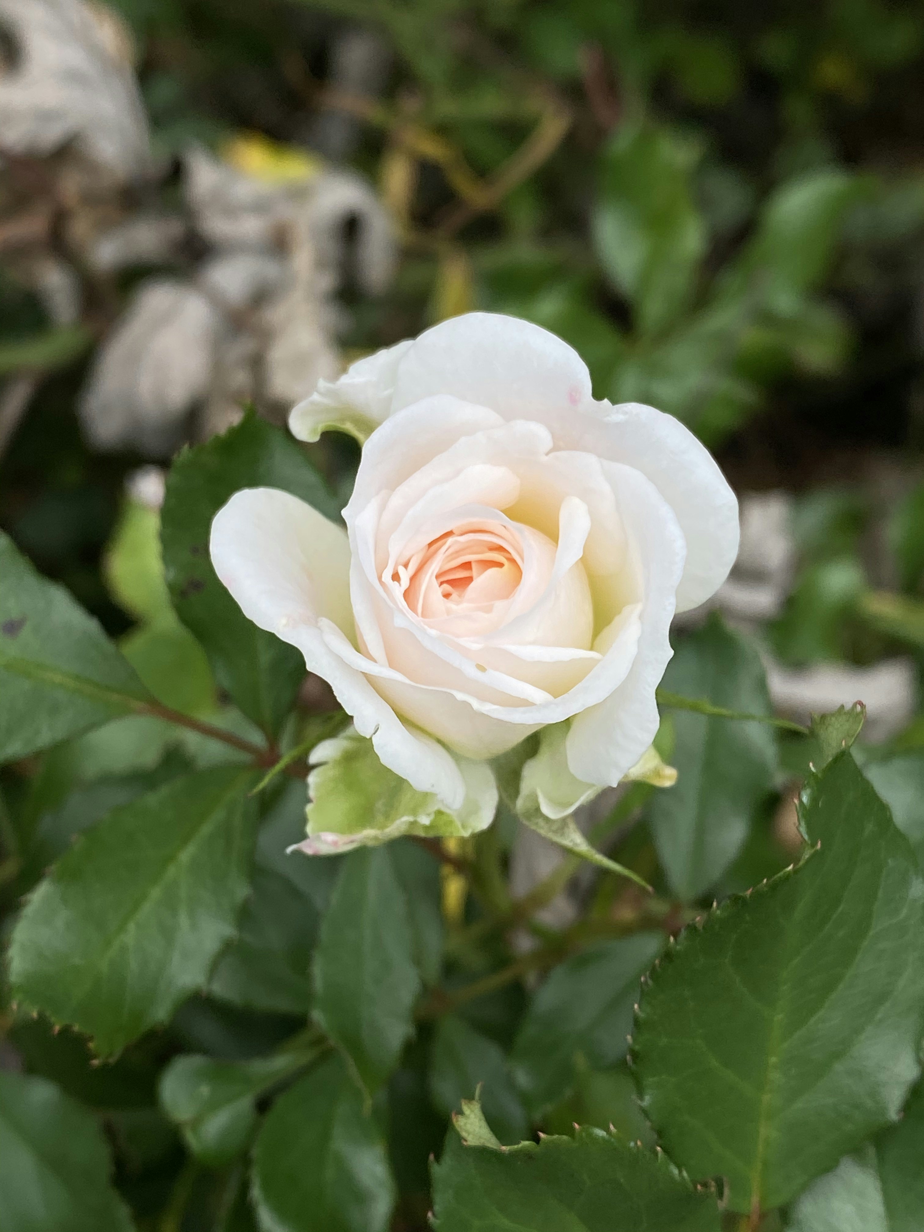 Photo by amlfountain