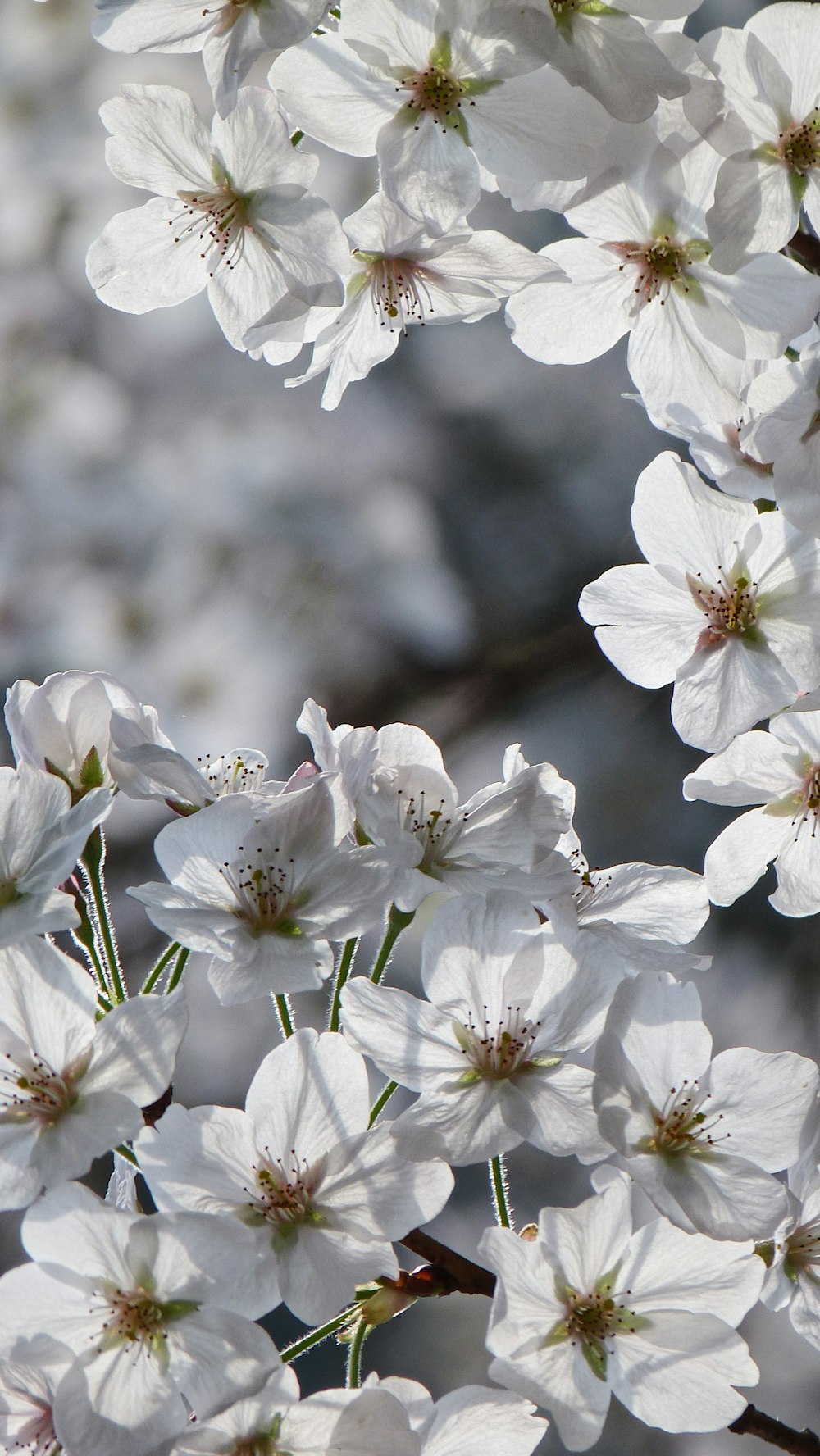 white cherry blossom in close up photography
