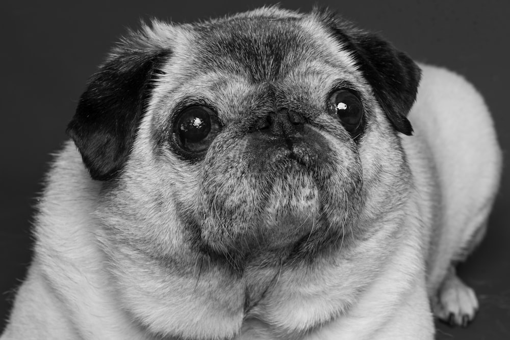 fawn pug lying on purple textile