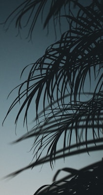 An eye-catching Instagram story template with a chic tropical vibe in shades of blue.