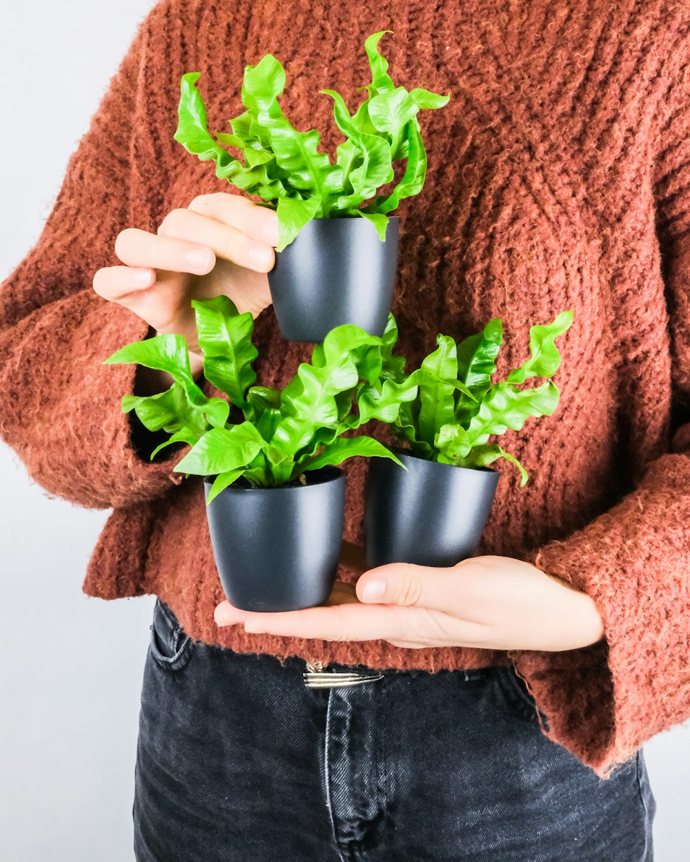 person holding green plant in silver pot
