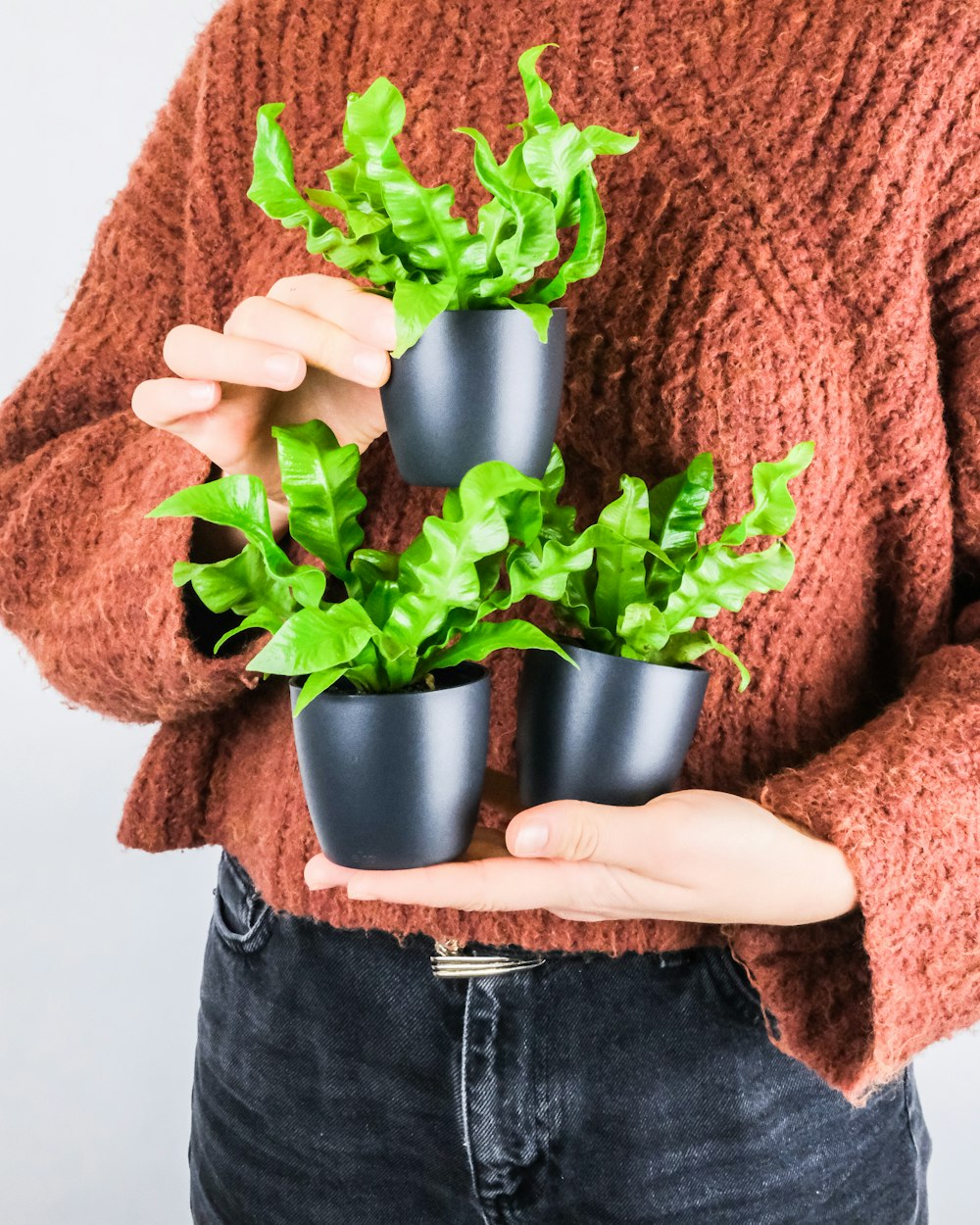 personne tenant une plante verte dans un pot d’argent