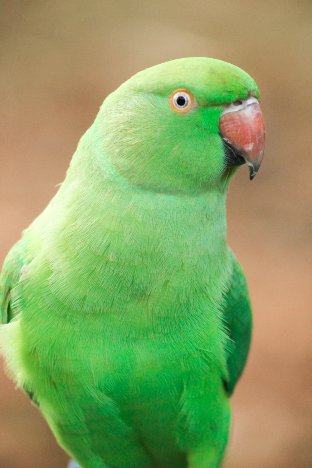 green bird in close up photography