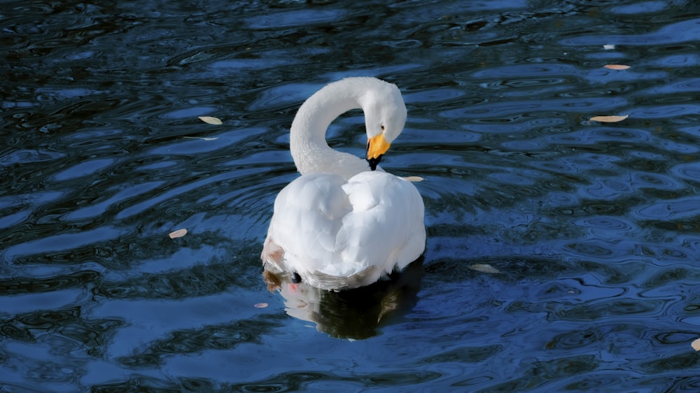 white swan on body of water during daytime