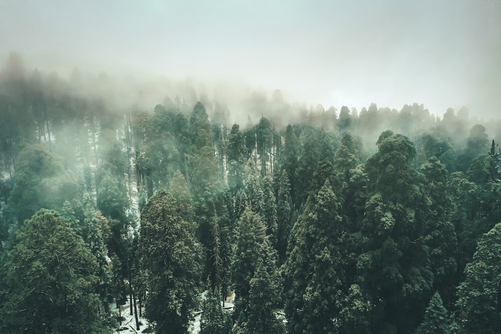 green trees under white sky during daytime