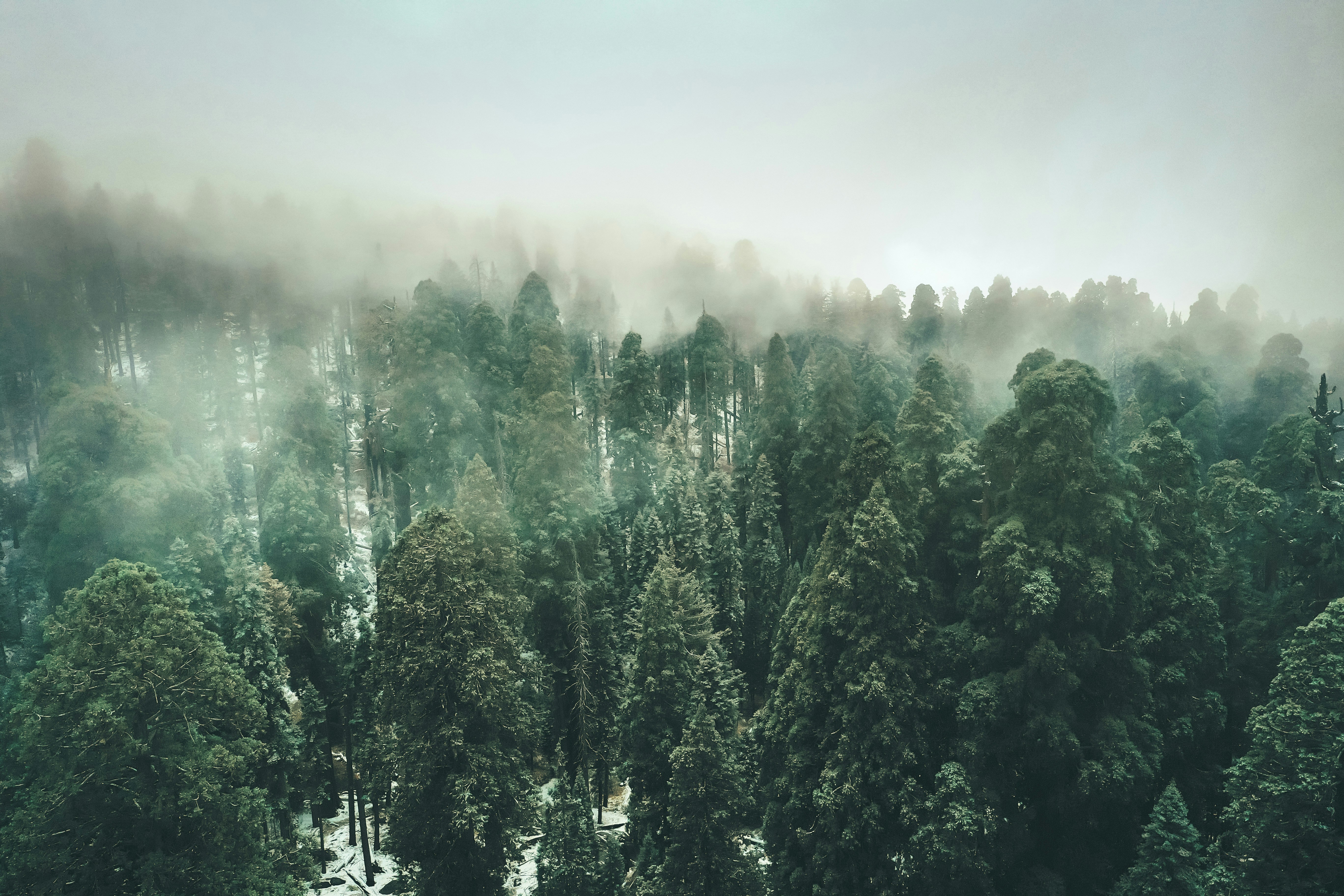 the tallest trees on a foggy morning