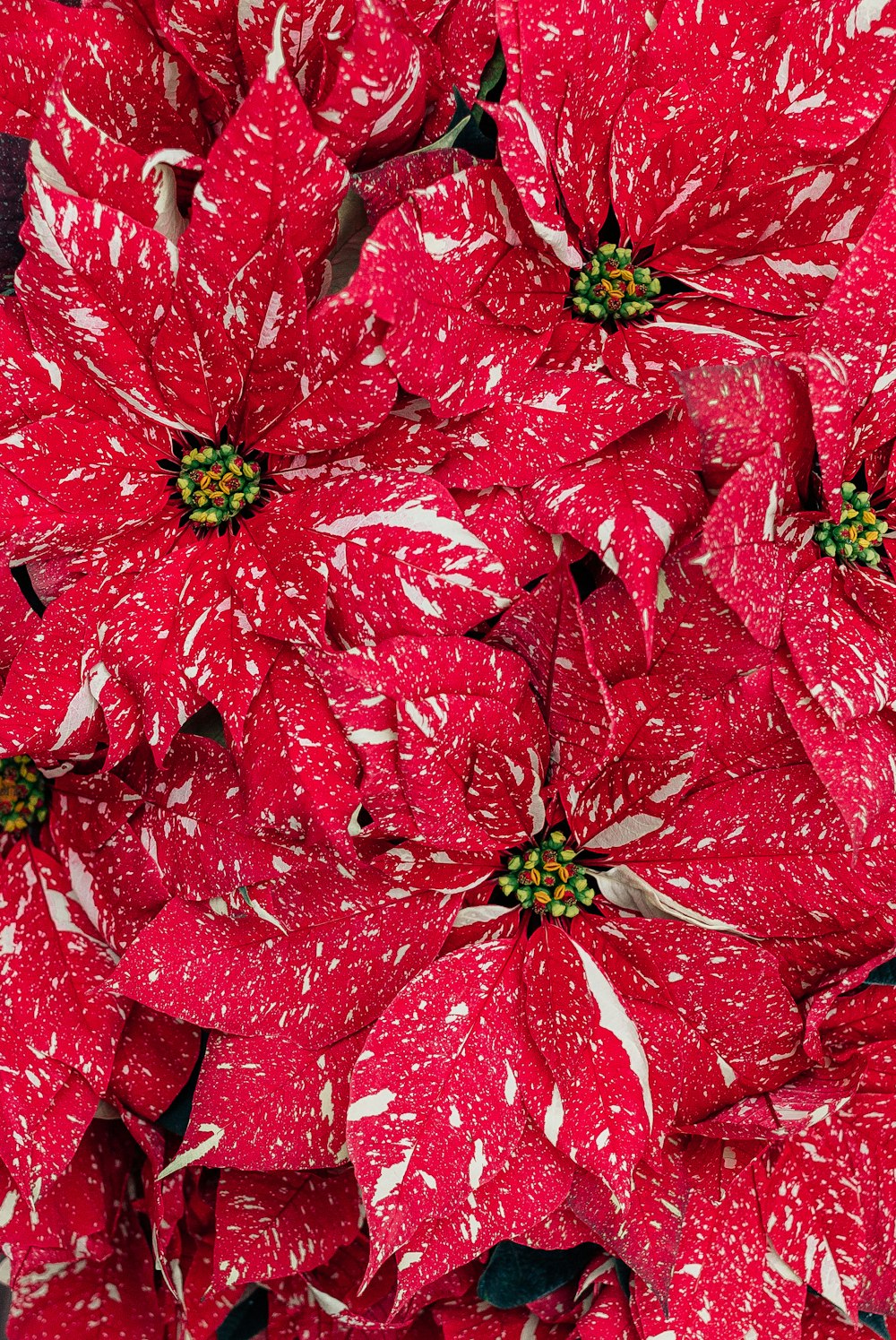 red and white flower petals