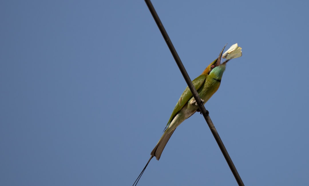 green and yellow bird on brown stick during daytime