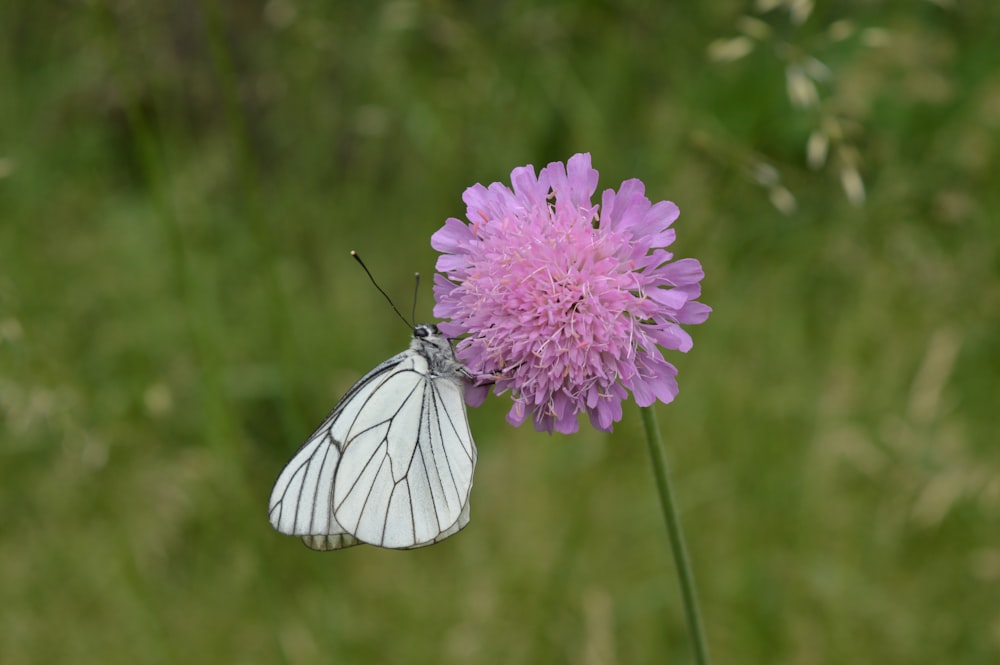 white butterfly on purple flower during daytime