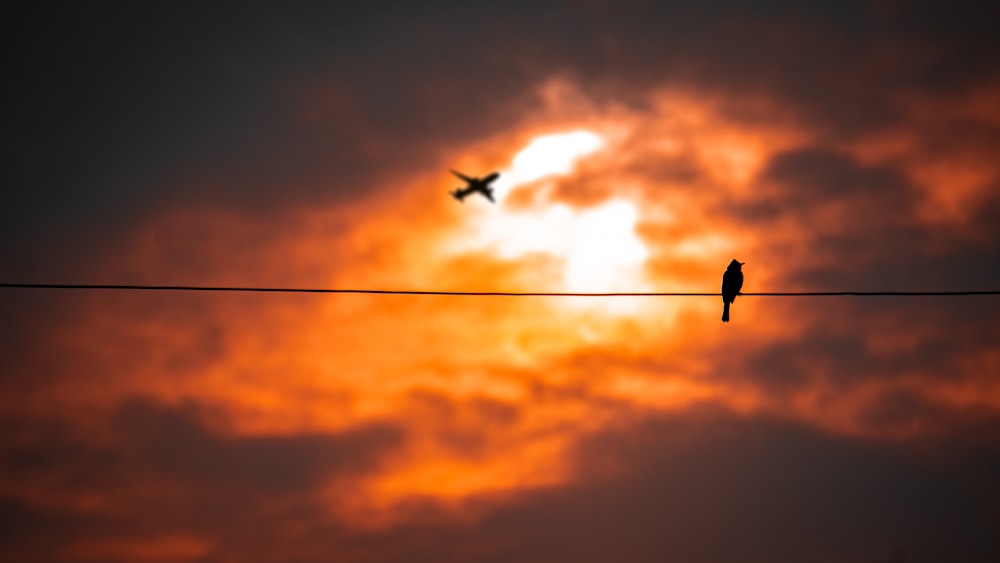 black bird flying during sunset