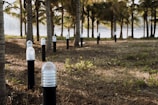 A series of outdoor light fixtures are installed along a dirt and grass-covered path lined with palm trees. The lights are encased in a cylindrical glass housing atop black stands. Sunlight filters through the trees, creating a serene and natural atmosphere.