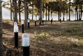 A series of outdoor light fixtures are installed along a dirt and grass-covered path lined with palm trees. The lights are encased in a cylindrical glass housing atop black stands. Sunlight filters through the trees, creating a serene and natural atmosphere.
