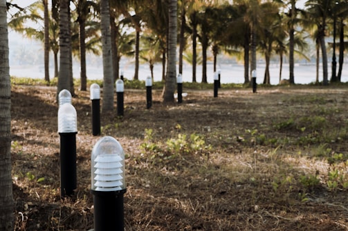A series of outdoor light fixtures are installed along a dirt and grass-covered path lined with palm trees. The lights are encased in a cylindrical glass housing atop black stands. Sunlight filters through the trees, creating a serene and natural atmosphere.