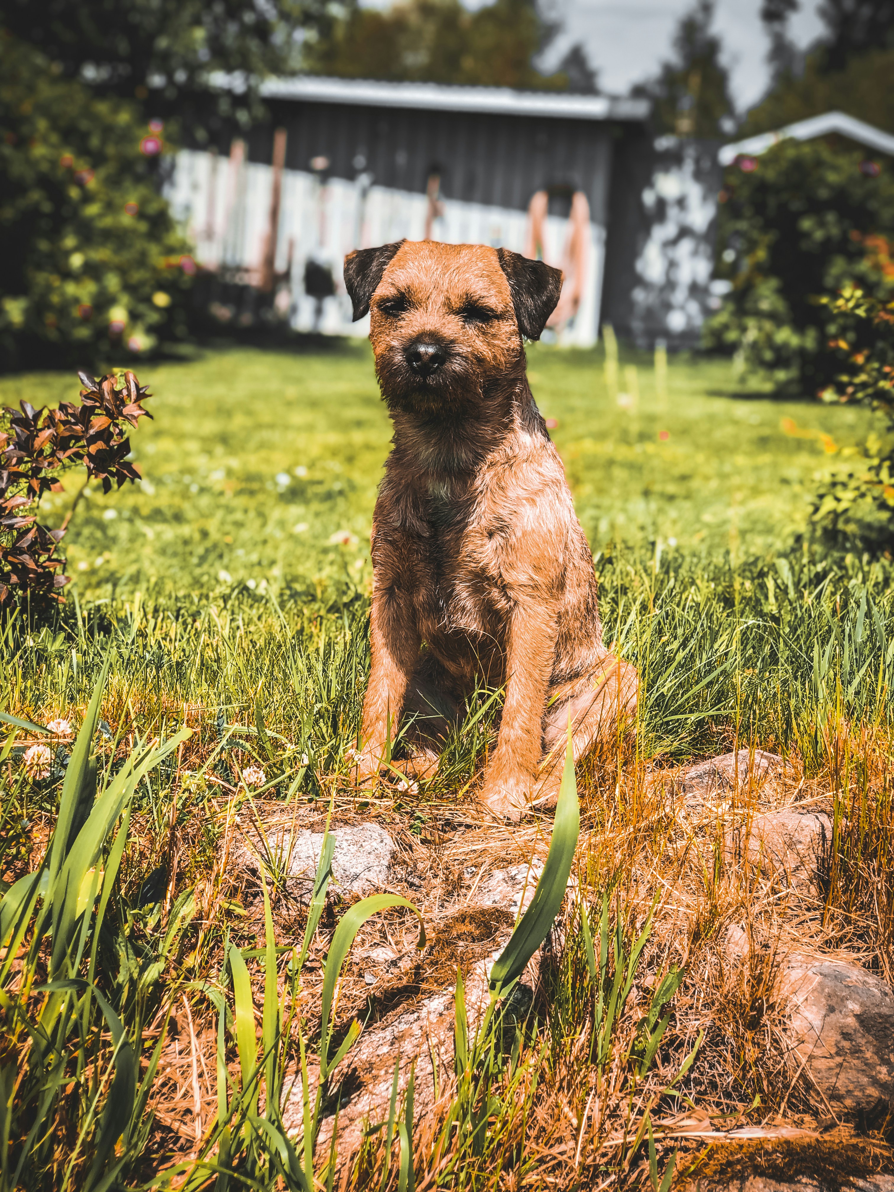 brown short coated dog running on green grass field during daytime