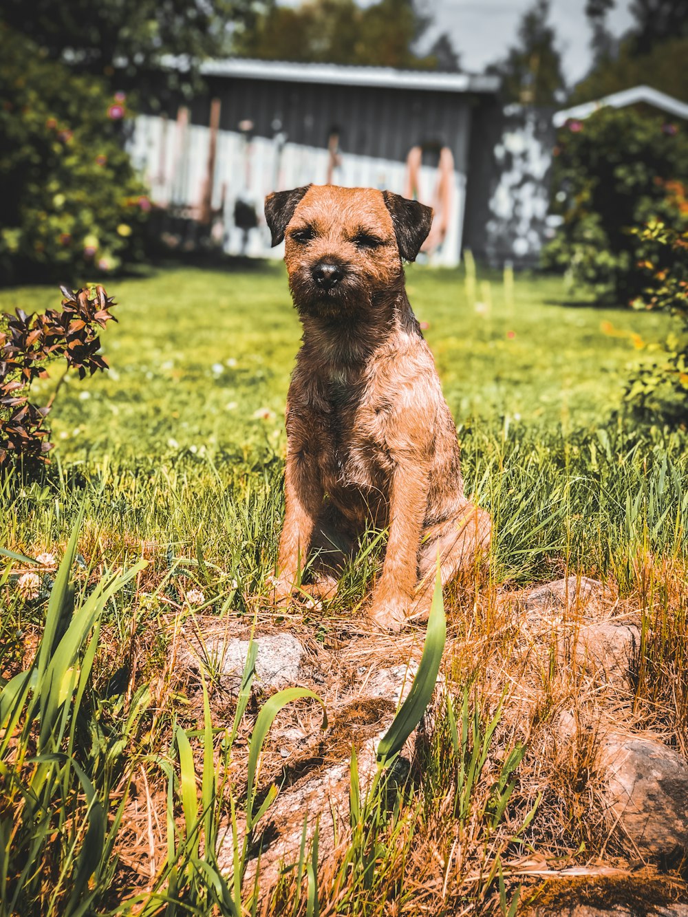 Chien brun à poil court courant sur un champ d’herbe verte pendant la journée