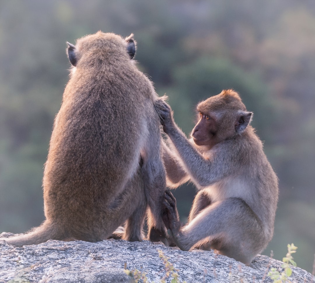 brown monkey sitting on gray rock during daytime