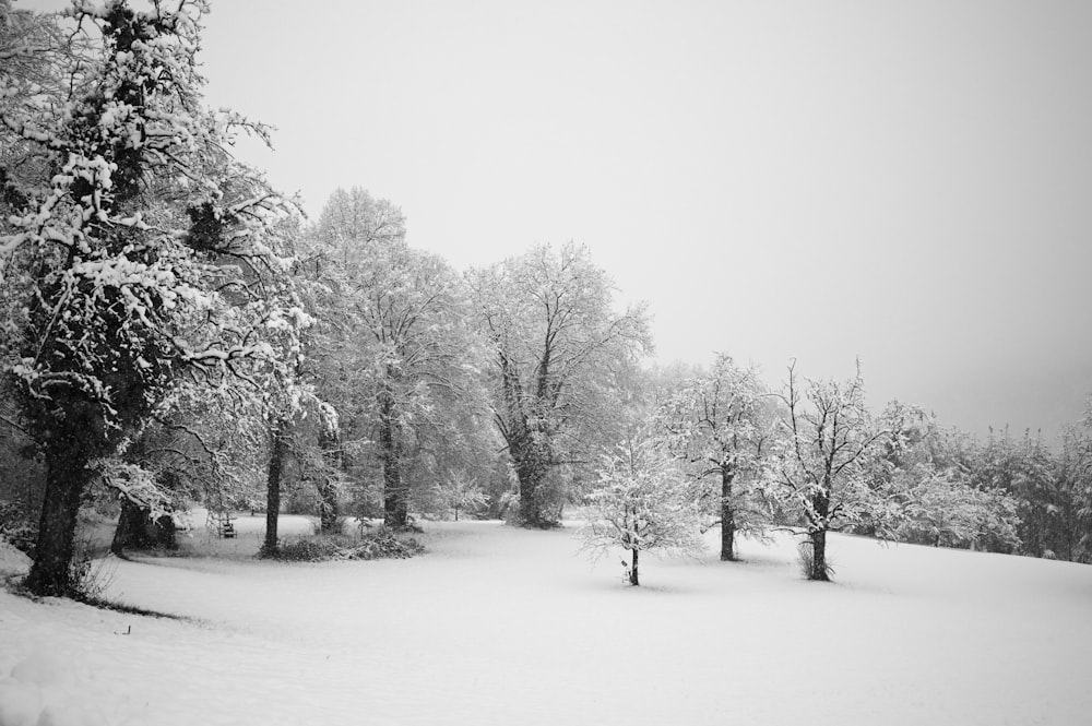 snow covered trees during daytime