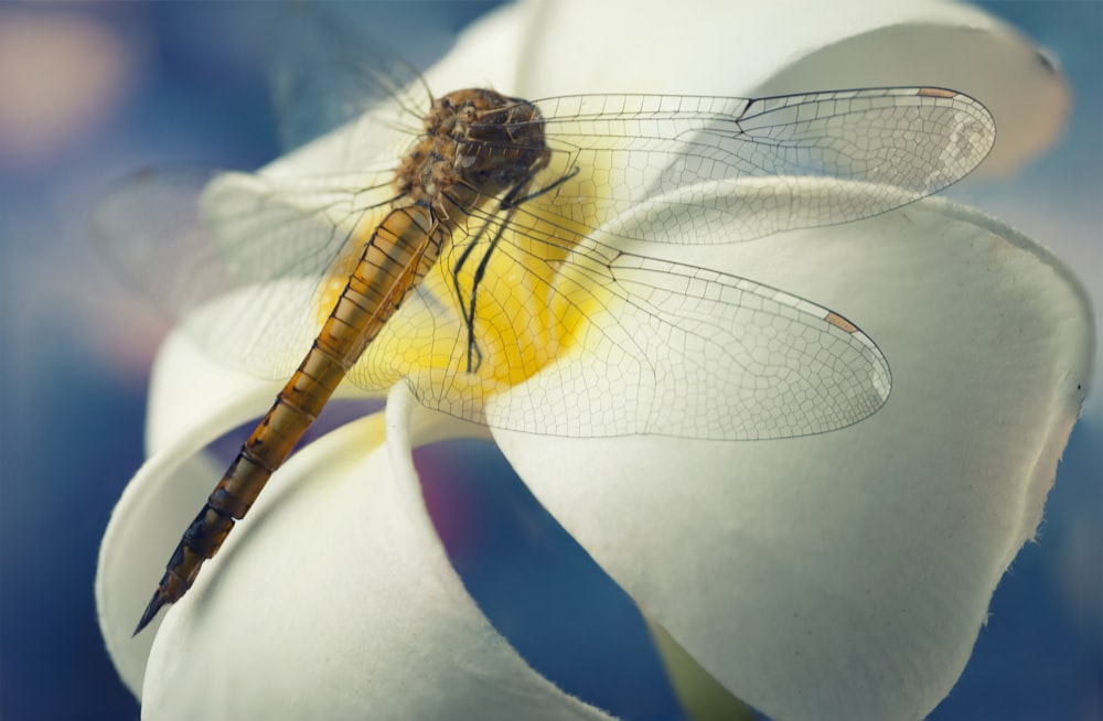 brown and black dragonfly on white and blue textile