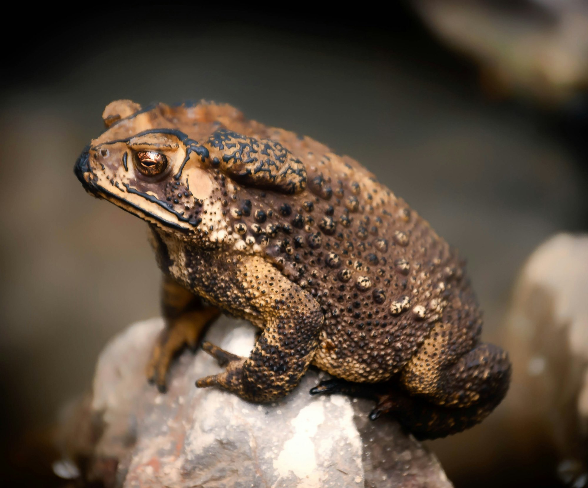 A poisonous toad in Thailand