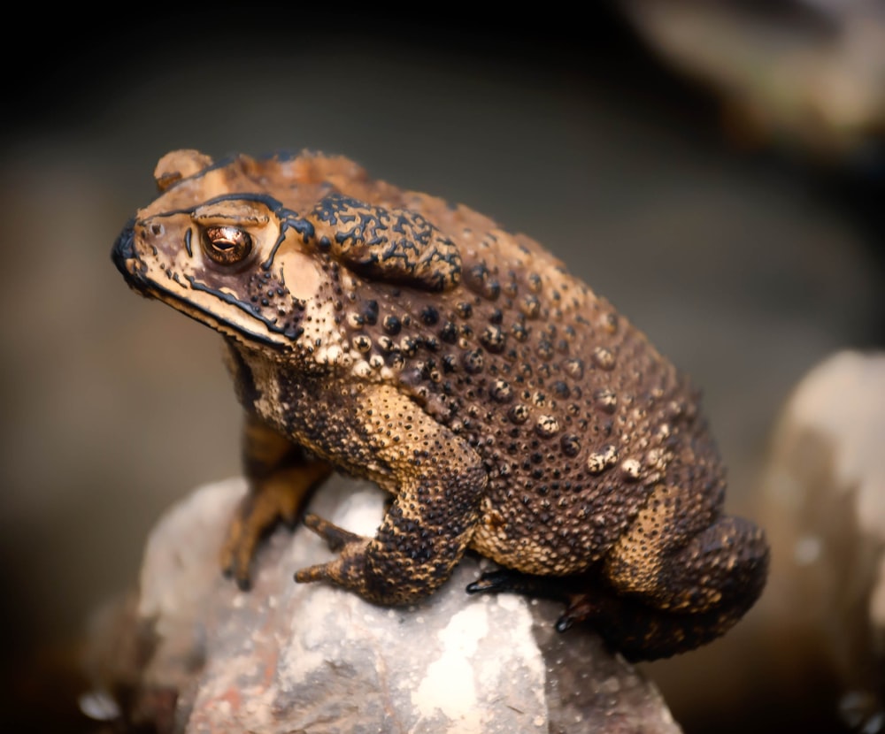 brown frog on gray rock