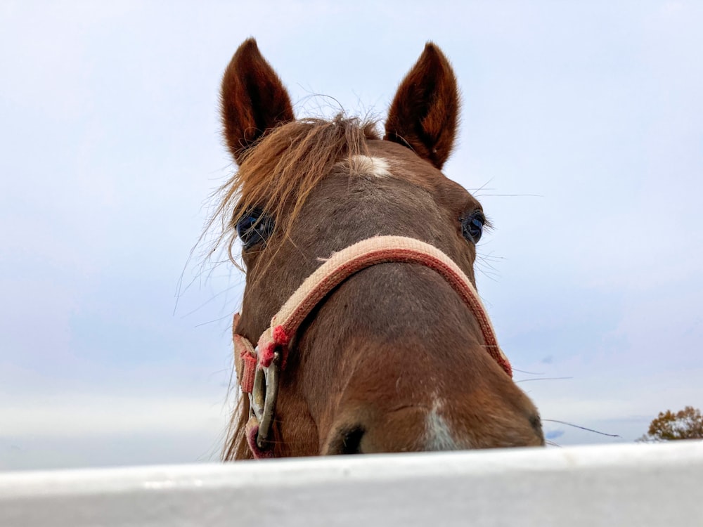 brown horse on white sand during daytime