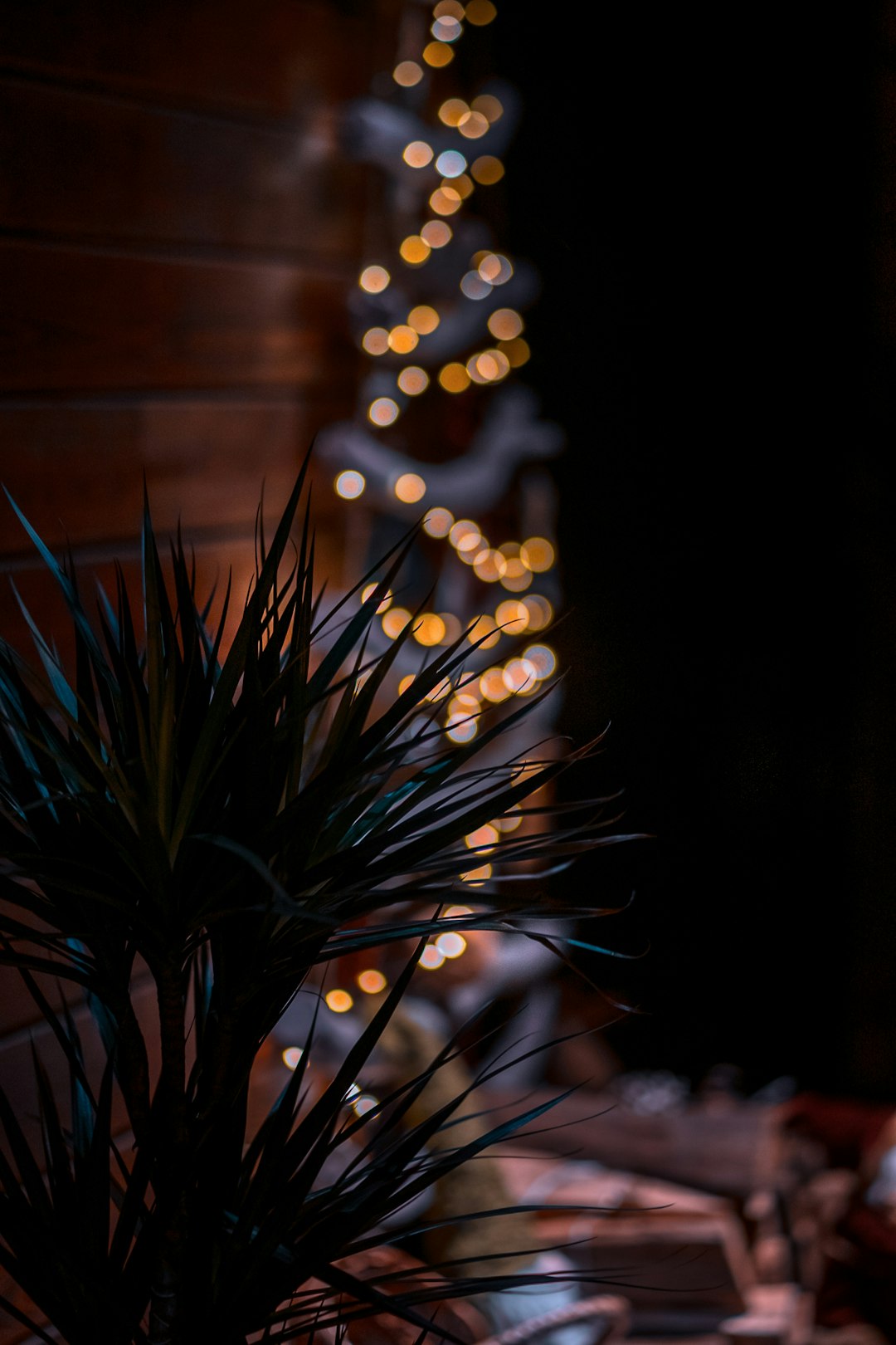 green plant with string lights