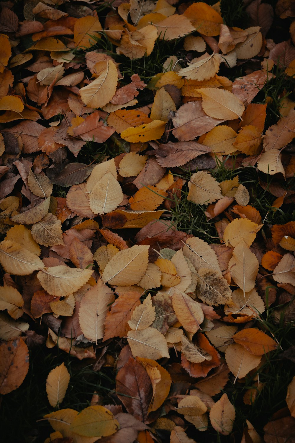 brown dried leaves on ground