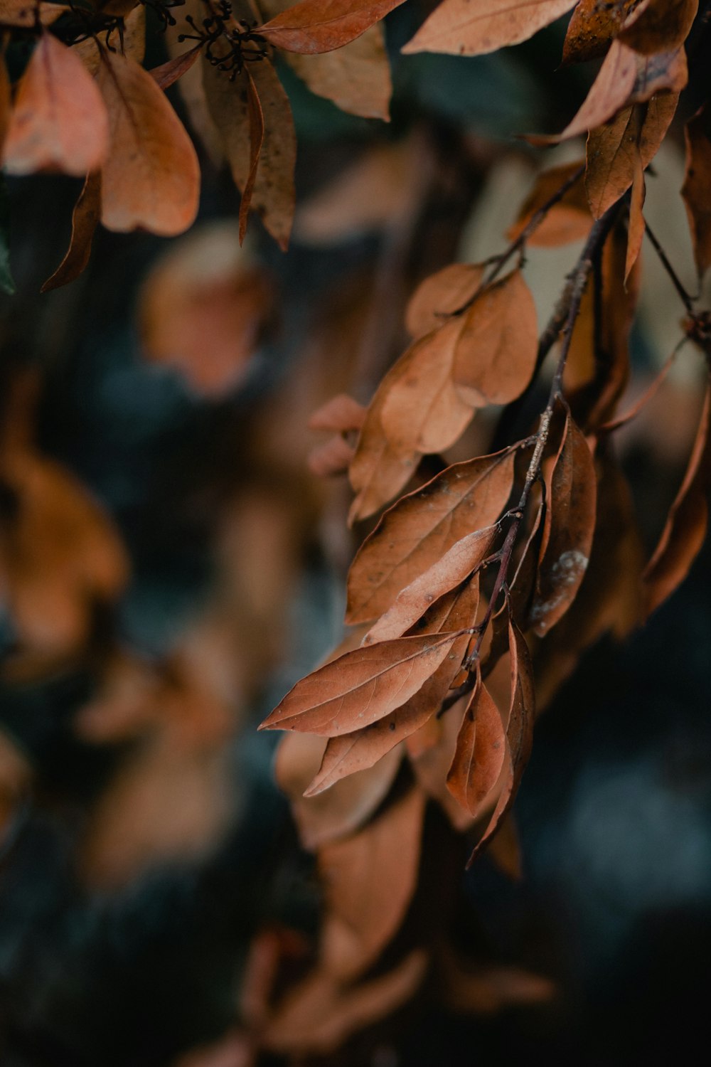 brown leaves in tilt shift lens