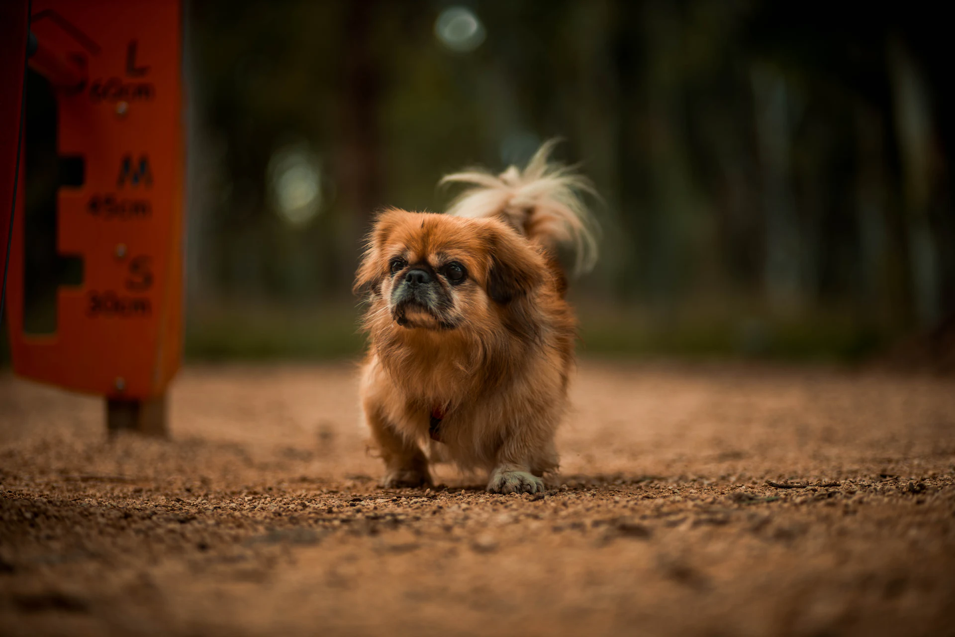 A Pekingese