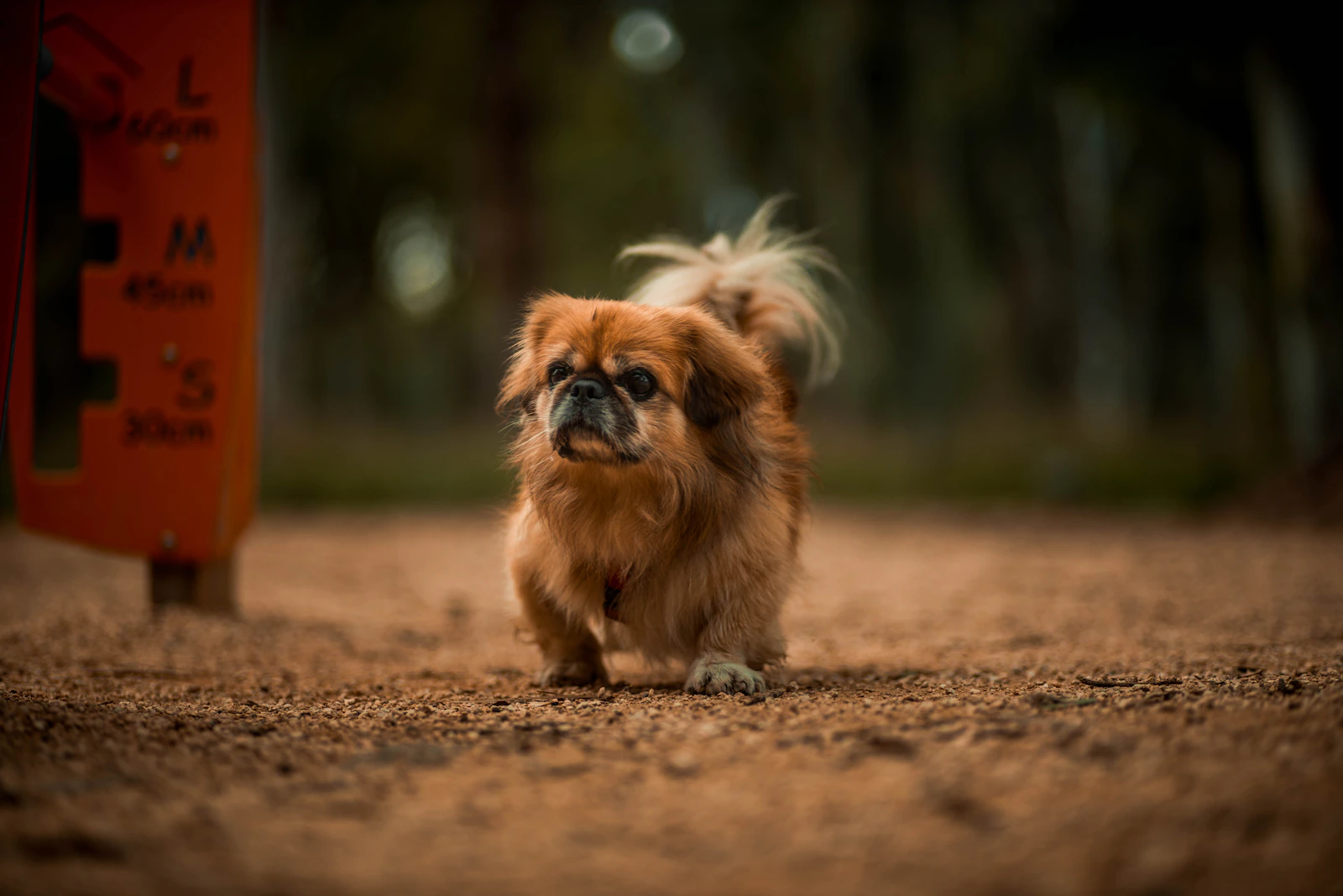 Brown and white long-haired Pekingese dog outdoors, photo by Vianney CAHEN on Unsplash