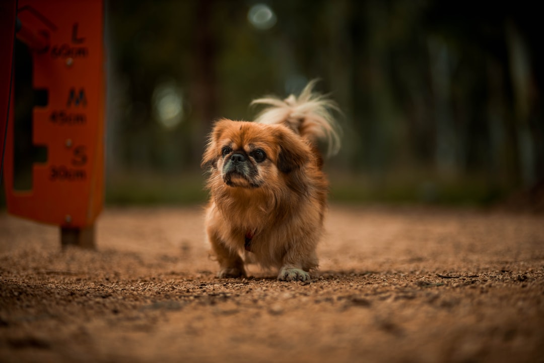 brown and white long haired small dog on brown soil during daytime