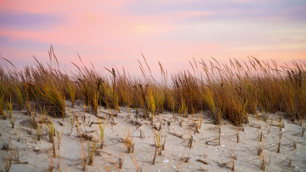 brown grass on water during daytime