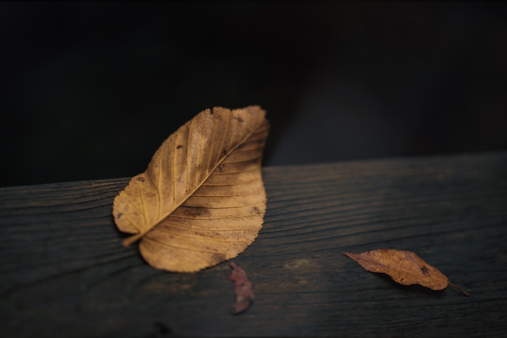 brown leaf on brown wooden table
